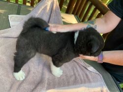 2 Akita puppies for sale
