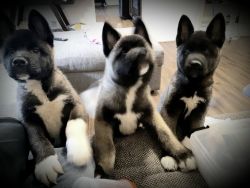Akita Puppies for SALE!!!