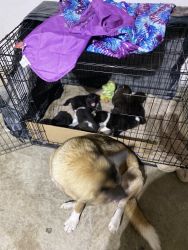 AKC American Akita puppies Ready for home