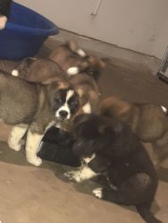 AKC Akita puppies for sale!!