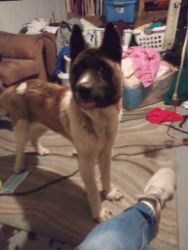 6 month old American Akita puppy