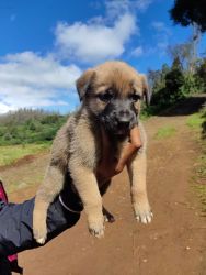 Akita shepherd puppies for sale
