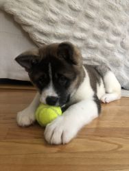 Akita female puppy for sale
