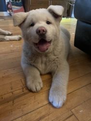 American Akita Puppy for sale
