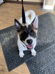 Akita puppy for sale