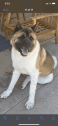 15 month old male Akita