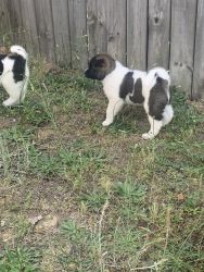 8 weeks American Akita puppies black white and brown