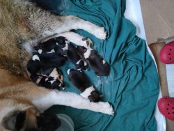 Akita puppies.they are tri parents