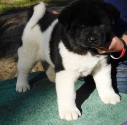 Home raised Akita Puppies for Sale