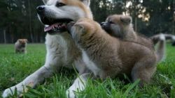 Adorable Akita Puppies