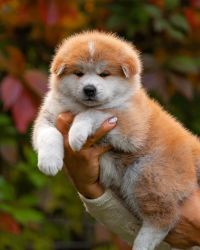 Quality Akita Puppies for sale