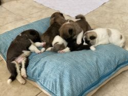 Cute Akita puppies born 5 July 2022