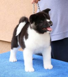 Akita Male and Female Puppies For Sale