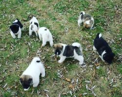 Akita puppies available for adoption