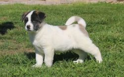 Akita puppies for sale.