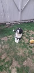 Akita x Malamute and Great Pyrenees For Sale