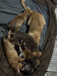 Akita Shepard Doberman mix puppies