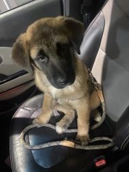 Friendly 4 month old male Akita, only selling because of situation