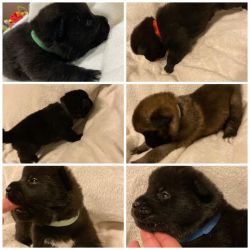 8 Purebred Puppies looking for their forever home