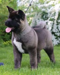 Health home raised Akita puppies for rehoming