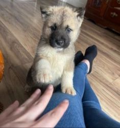 Akita pups for sale