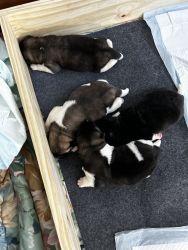 American Akita Puppies
