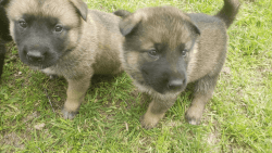 Akita / German Shepherd Puppies