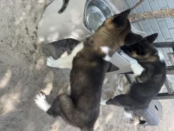 2 Adorable Female Akita Puppies Available