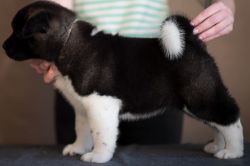 Akita puppies for rehoming