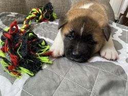Akita Puppies Ready for a New Home
