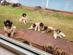 Purebred AKC Akita puppies on Oahu searching for their purpose