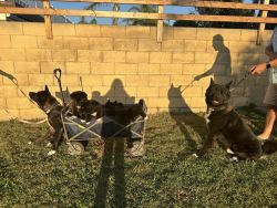AKC Akita puppies for sale