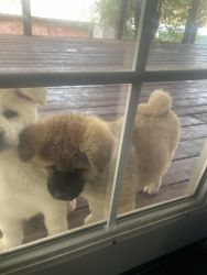 3 puppies for sale
