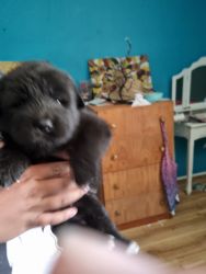 Akita longhaired puppies