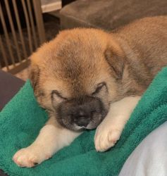Akita pup needs his forever home!