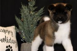 Exceptional Akita Puppies