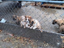 puppies for free