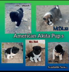 American Akita pups