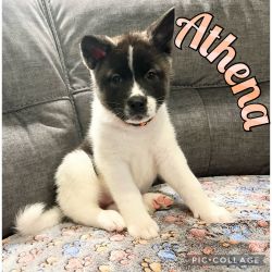 Akita Puppies for Adoption!