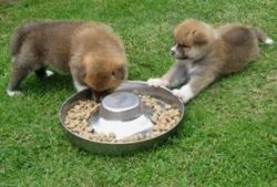 Akitas puppies for adoption
