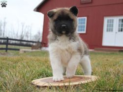 Cute and adorable Akita puppies available for sale