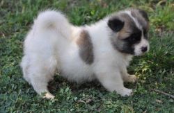 Potty Trained Akita Puppies for sale.