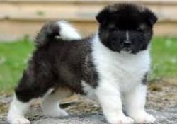 Awesome Akita puppies for sale Ready