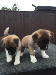 Beautiful litter of lovely pure bred Akita puppies