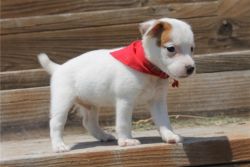 Excellent Jack russel puppy for free