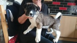 Puppy's For Sale Akita