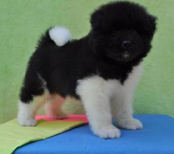 female akita puppy for sale