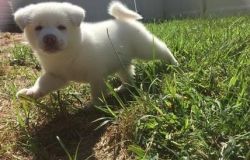 Uiuythj Akita Puppies For Sale