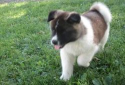 Oiuynh Akita Puppies For Sale