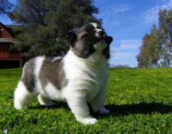 Black And White Akita Puppies/great Personality